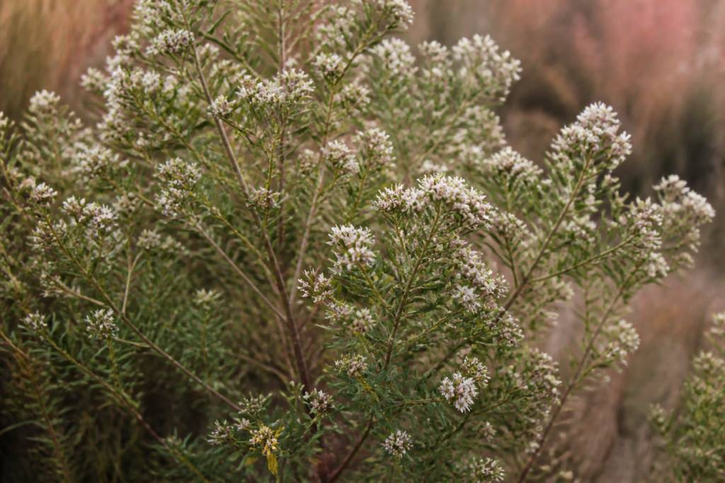 Baccharis trimera : histoire, origine botanique et usage traditionnel en phytothérapie